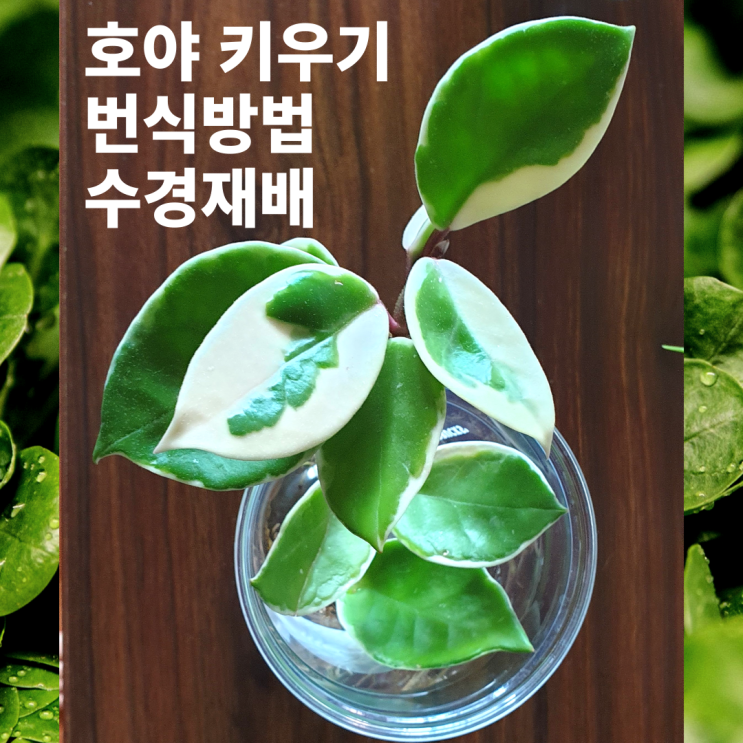  호야 키우기(번식,삽목, 수경재배 방법)