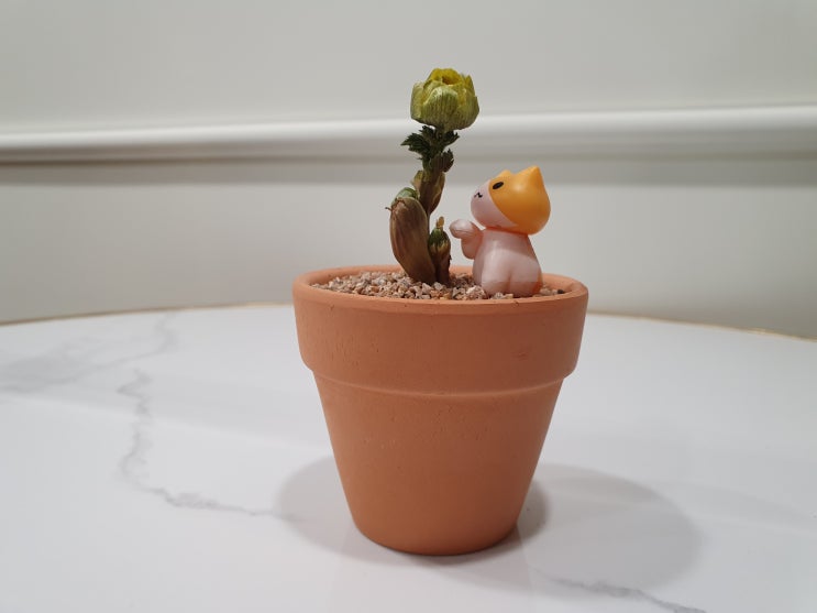  복수초 꽃말은? 분갈이해볼게요.