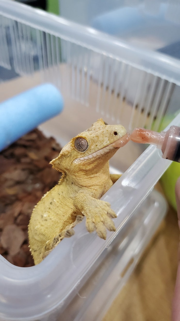 안산 크레스티드게코 도마뱀분양 가능한 곳 안산 크레스티드게코 도마뱀분양 가능한 곳