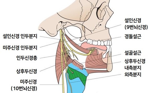 윤상인두근육