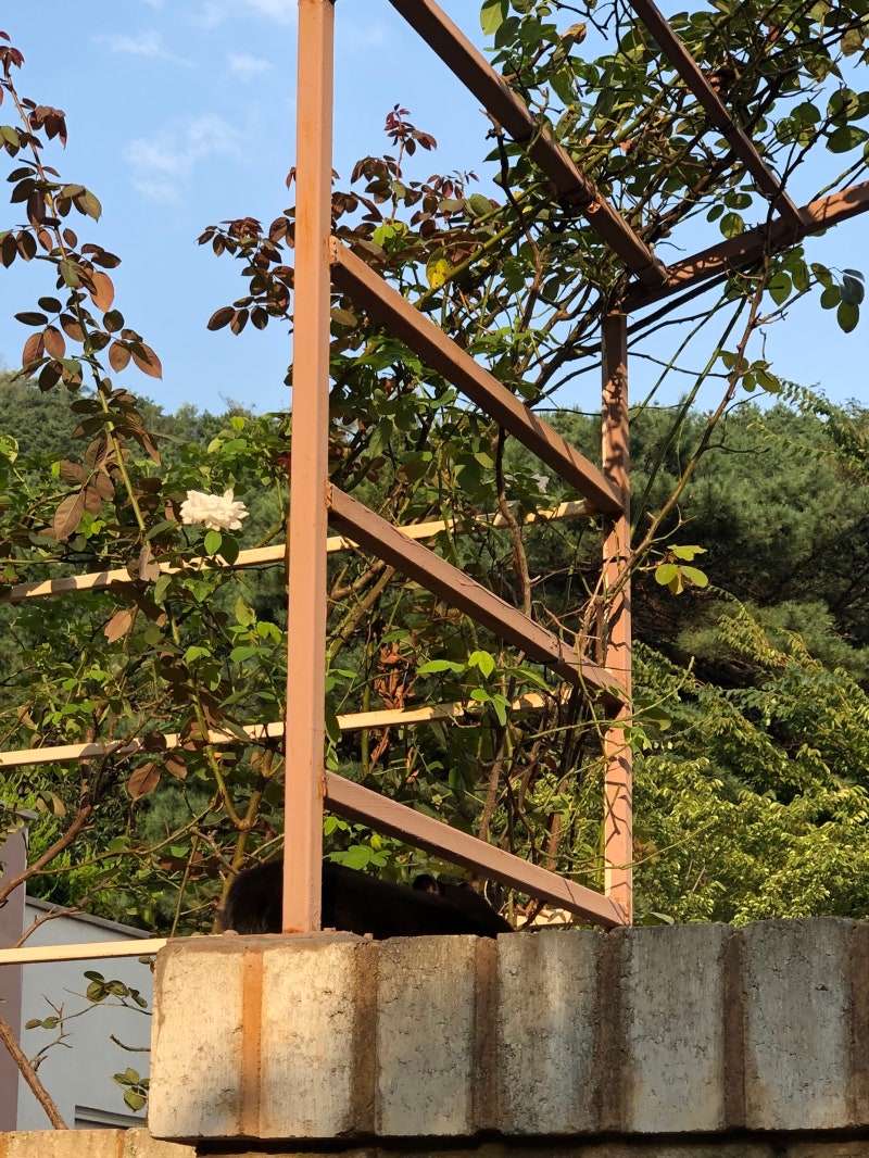 홍제동행복기숙사 3년 거주
