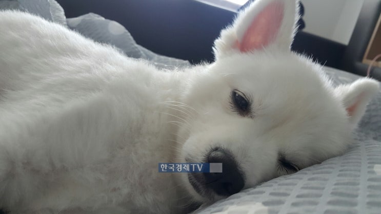 `댕댕이 20세 시대`…펫보험 대해부 `댕댕이 20세 시대`…펫보험 대해부