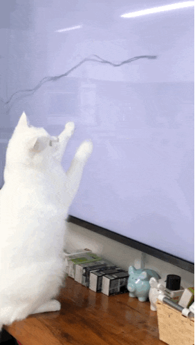  [내 고양이 내가 덕질하기] 22년 2월 6일 - 2월 12일