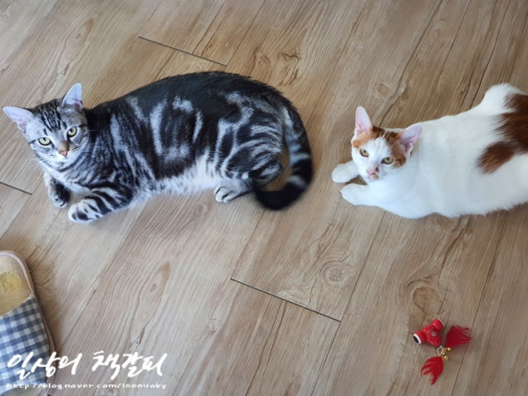  <2인2묘 라이프> 2022. 2. 6.~11. 바이바이 헬로!