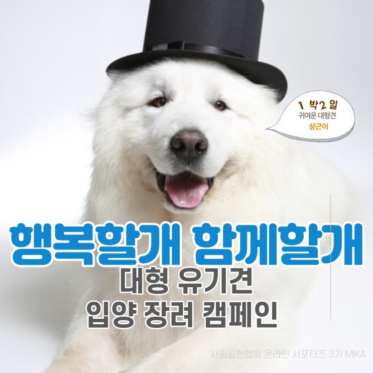  대형 유기견 입양 장려 캠페인 '행복할개 함께할개' (한국사회공헌협회 서포터즈)