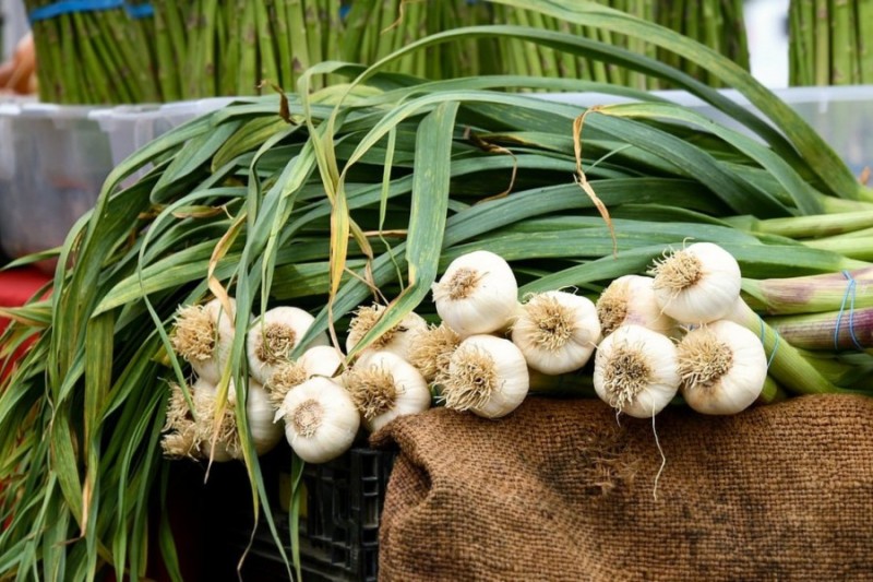 마늘키우기 마늘 심기 심는시기 파종시기 캐는시기 (수확시기) : 네이버 블로그
