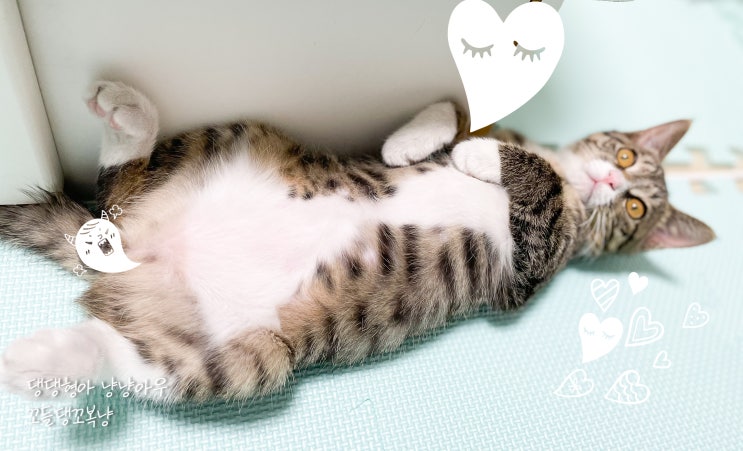  고양이 발라당하며 배를 보이는 자세 이유가 있을까?