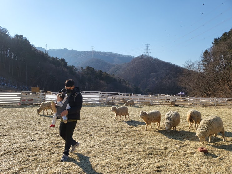  가평양떼목장 가평 아기랑 가볼만한곳 추천하는 이유!