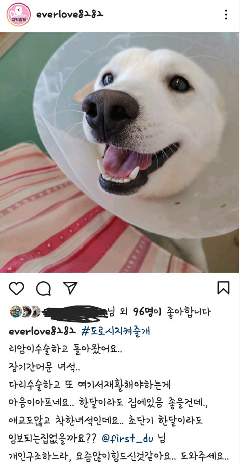 임시보호를 결심하다 임시보호를 결심하다