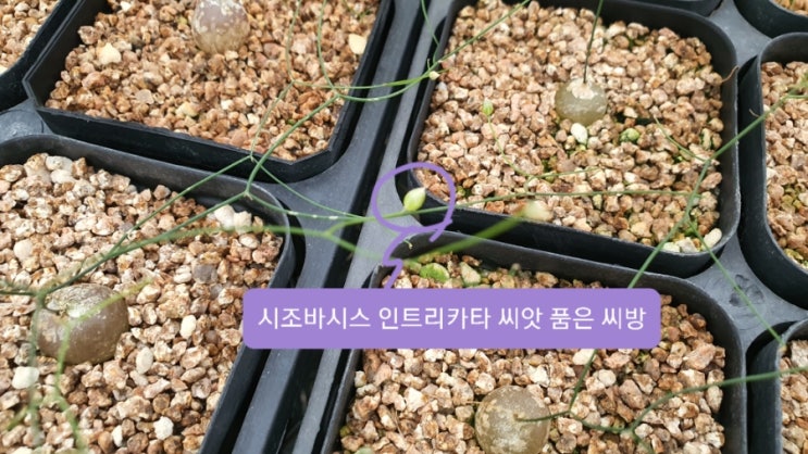  아프리카농장 나만 알고 싶은 선인장 아프리카식물 리톱스 코노피튬 오니소갈룸 란봉옥금 등 희귀식물 성지 (feat 시조바시스 인트리카타 꽃 씨방)