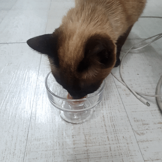 [고양이유산균추천] 고양이헤어볼영양제 : 짜먹는 테라겔