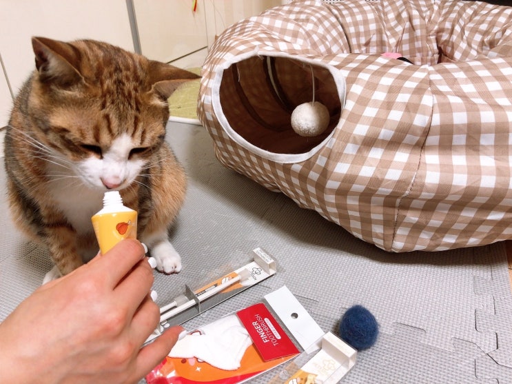 고양이 치아 관리 : 페디슨 고양이 치약 칫솔 후기
