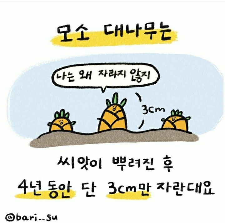  투자에 있어서 "모소 대나무"의 교훈