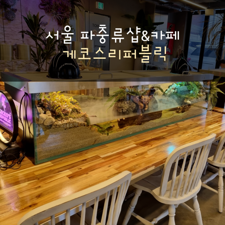 서울 파충류샵&카페 게코스리퍼블릭