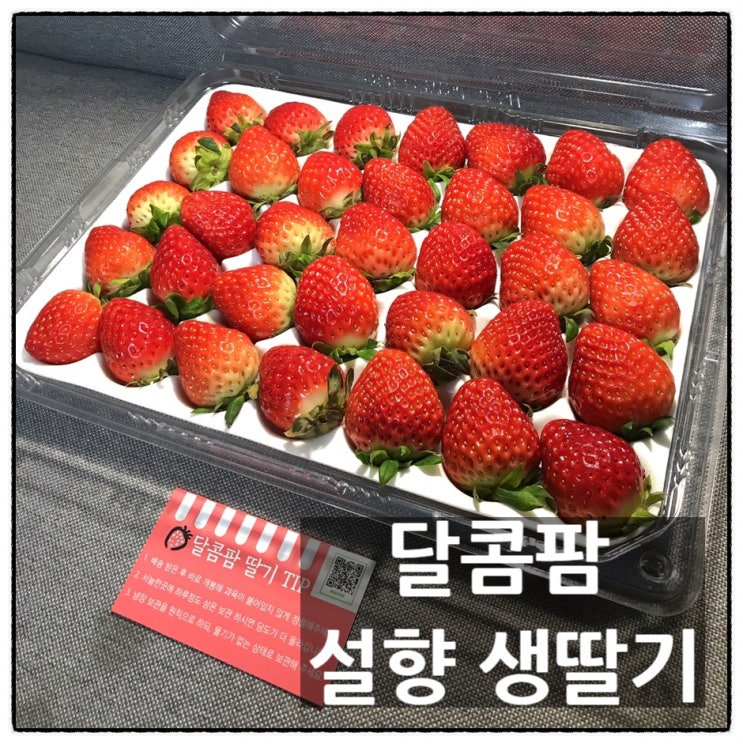  산지직송 으로 신선하게 맛보는 설향 생딸기 맛 리뷰
