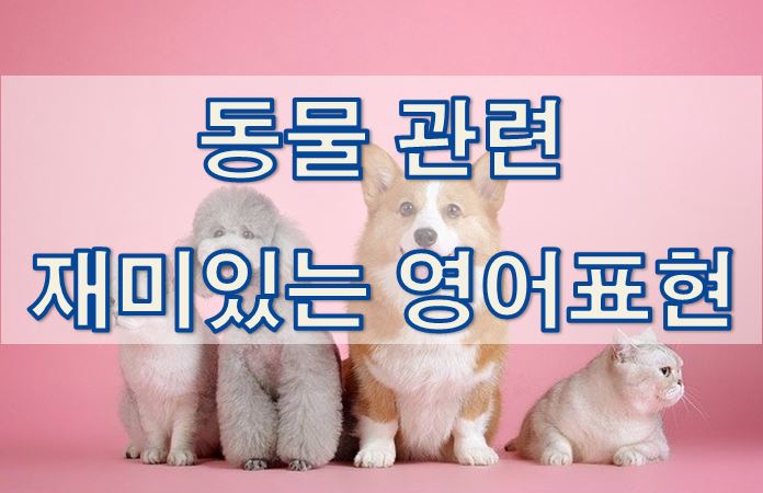  동물 관련 재미있는 영어 표현들 2