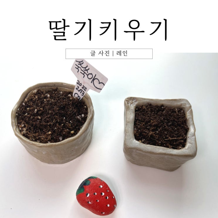  집에서 딸기 키우기 - 자연관찰