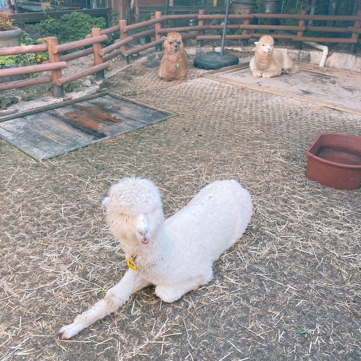  알파카를 만날 수 있는 부평 바베큐광장
