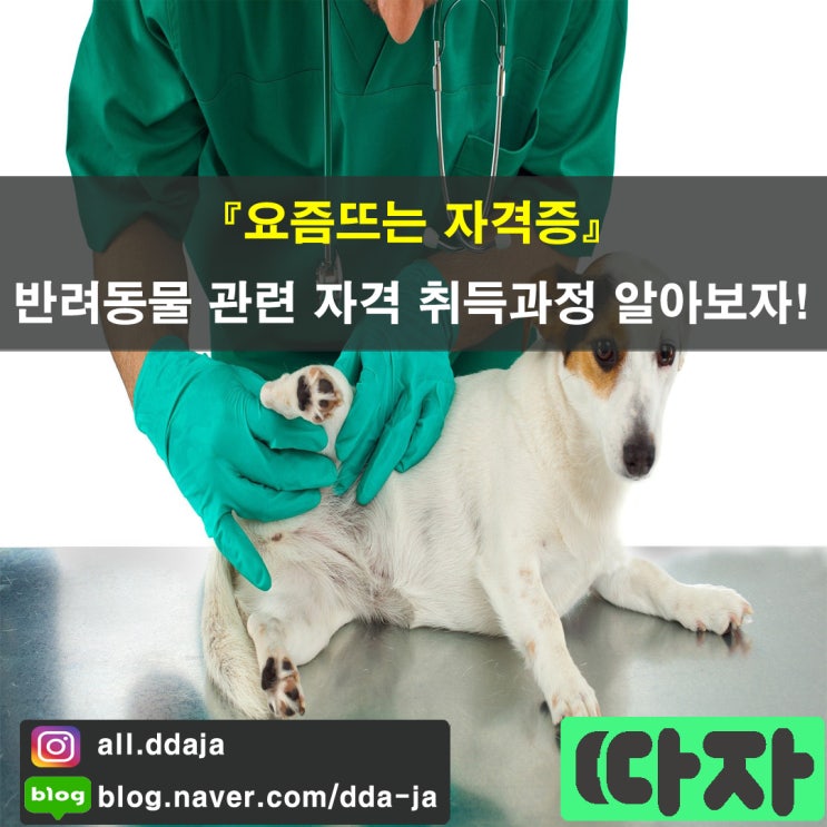  [요즘 뜨는] 반려동물(애완) 자격증을 소개합니다.