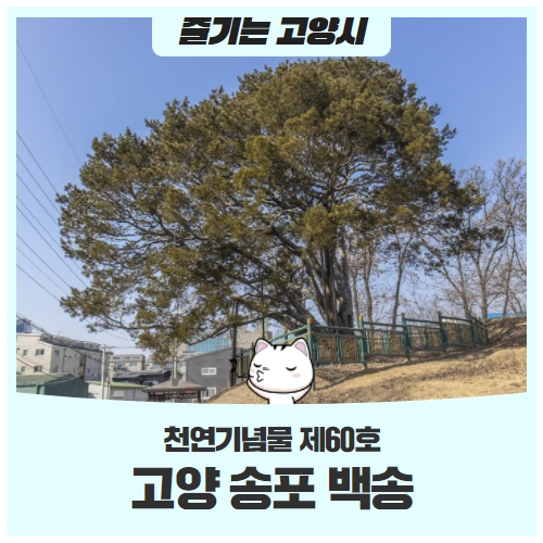 천연기념물 제60호 송포 백송의 역사를 알아보자 천연기념물 제60호 송포 백송의 역사를 알아보자