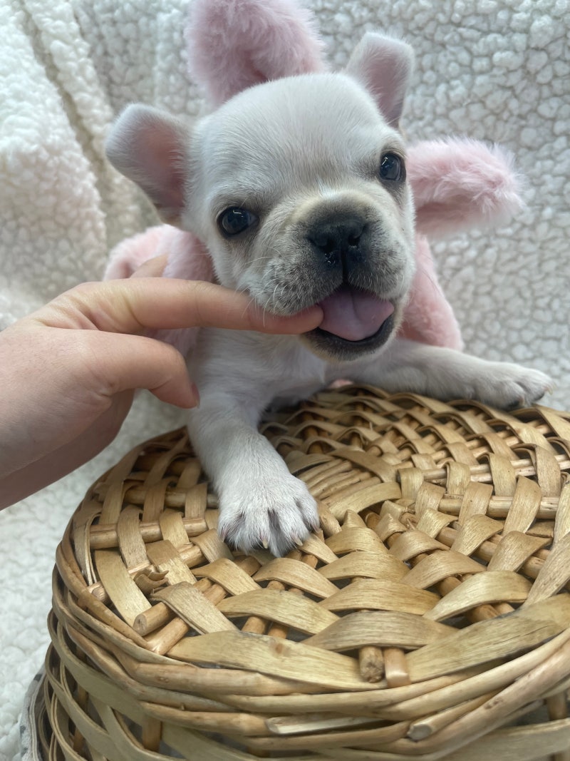 Myrmecia forficata (Myrmecia forficata) - Picture Insect, image size:800x1067