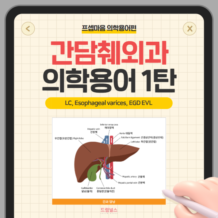 의학용어 LC Esophageal varices 식도정맥류 EGD EVL | 간담췌외과 의학용어 모음집 의학용어 LC Esophageal varices 식도정맥류 EGD EVL | 간담췌외과 의학용어 모음집