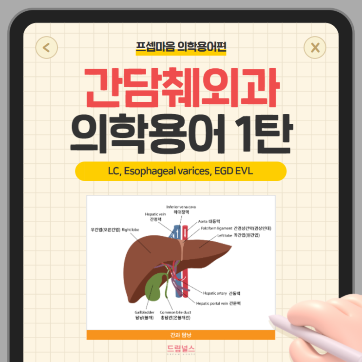 의학용어 LC Esophageal varices 식도정맥류 EGD EVL | 간담췌외과 의학용어 모음집