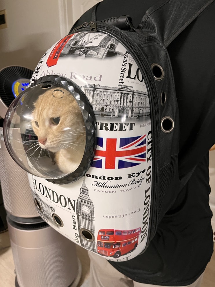 고양이백팩 우주선가방 냥댕냥댕 이동하기 간편해졌어요