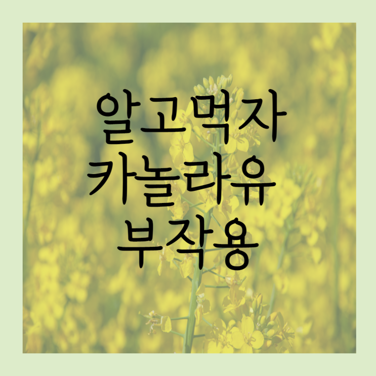  카놀라유 부작용 5가지 | 먹어도 되는 기름일까?