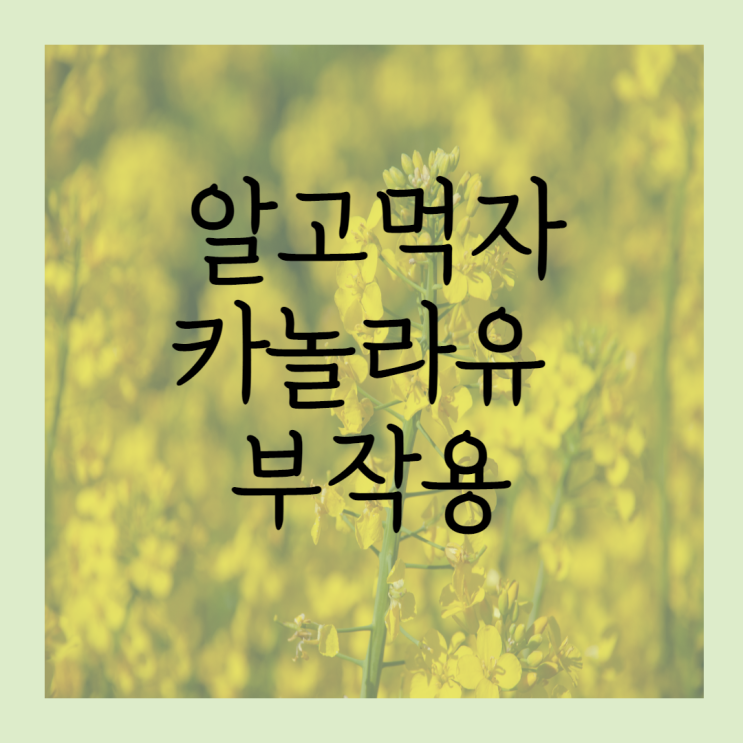 카놀라유 부작용 5가지 | 먹어도 되는 기름일까?