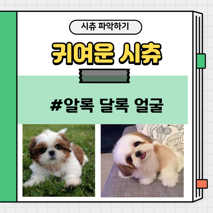  1편- 시츄는 어떤 특성을 가지고 있을까? (feat.도그케어)