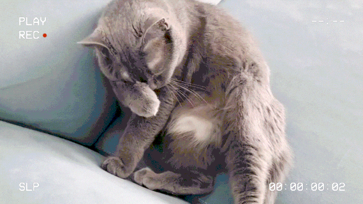  고양이 그루밍 행동에 담겨있는 여러 가지 이유와 종류 알아봤어요