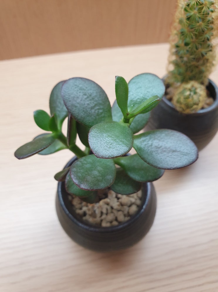 다육이를 데려와봤다