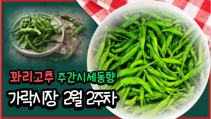  [경매사 주간보고] 가락시장 2월 2주차 고추 경매동향을 알려드립니다!
