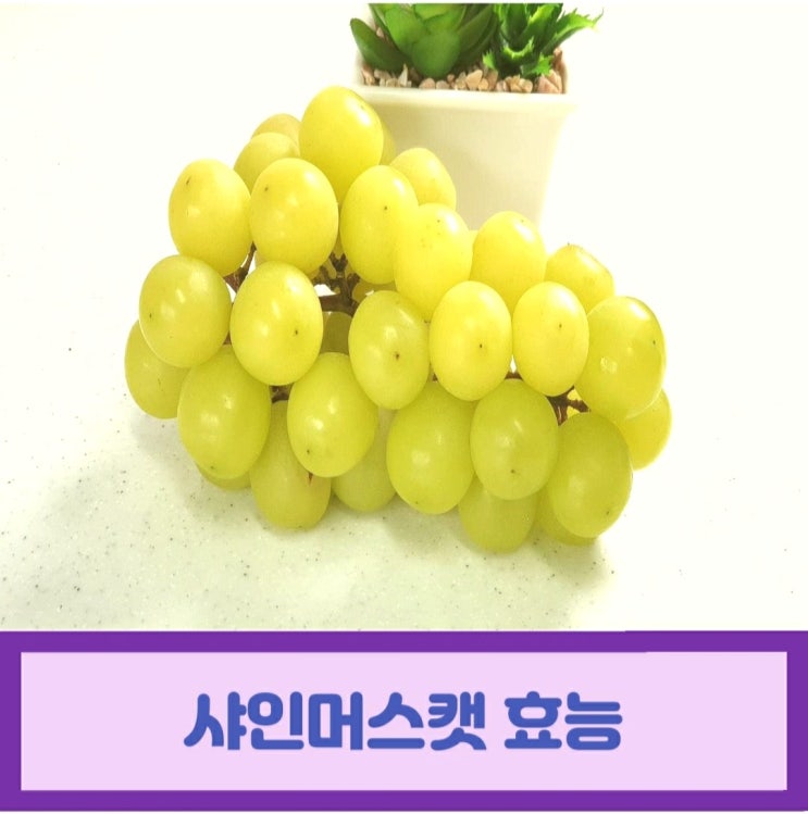  샤인머스캣 효능 캠벨포도와 다른점