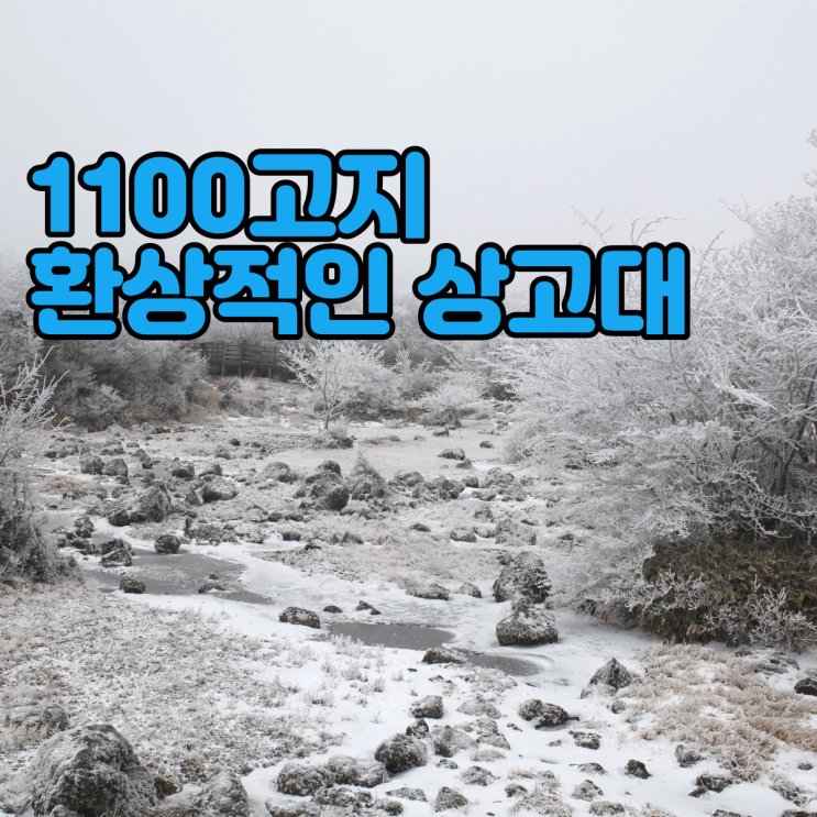  천백고지 상고대 겨울 제주도에서 꼭 봐야할 풍경