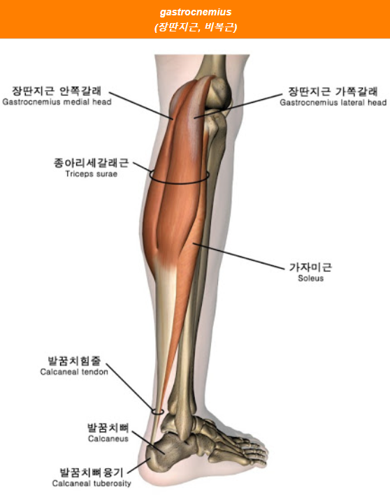  종아리 보톡스