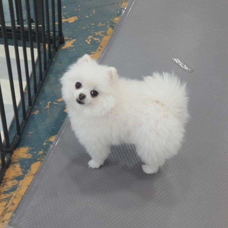 탁이네반려견유치원
