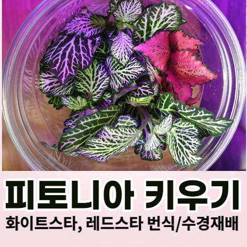 피토니아키우기 화이트스타, 레드스타 번식,수경재배
