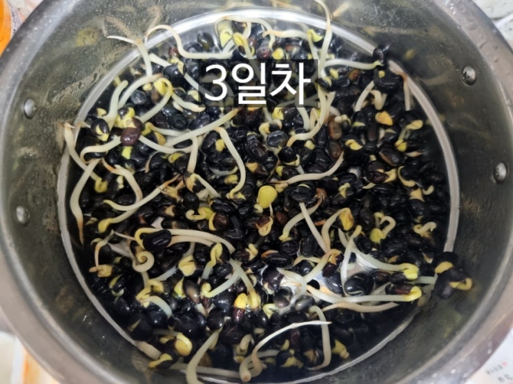  집에서 쉽게 콩나물 키우기