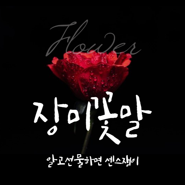  프리지아 장미 꽃말