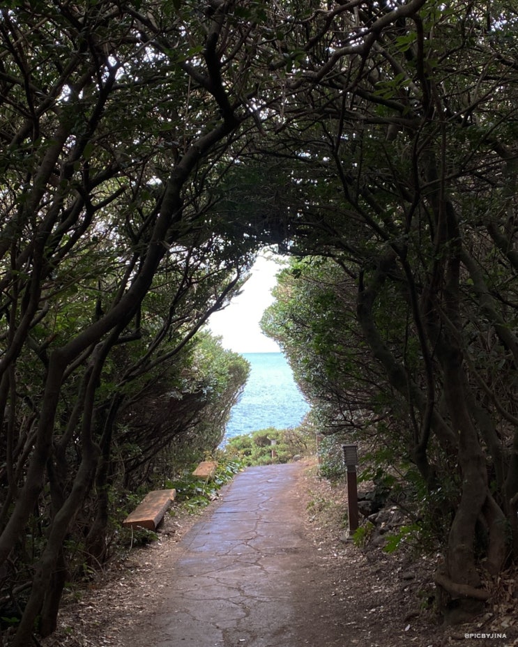 [제주 올레길] 올레길 5코스(13.4km/남원~쇠소깍 올레)