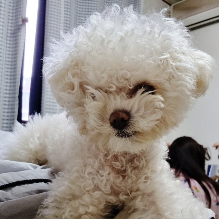  토이푸들 덕구의 강아지 후두골이형성, 척수공동증 치료 일기 :: 스테로이드 종료 스테로이드 중지 시 부작용.. 피부병
