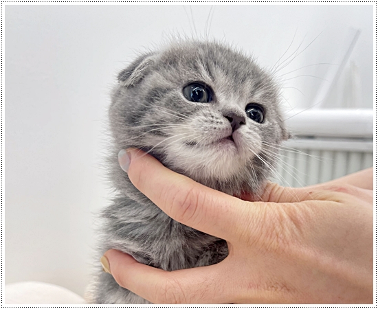  세종고양이분양 천사냥을 만났어요