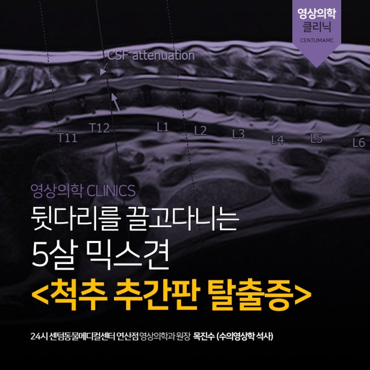  5살 후지마비 강아지 <추간판 탈출증> (24시 센텀동물메디컬센터 연산점, 부산 디스크 전문 동물병원)