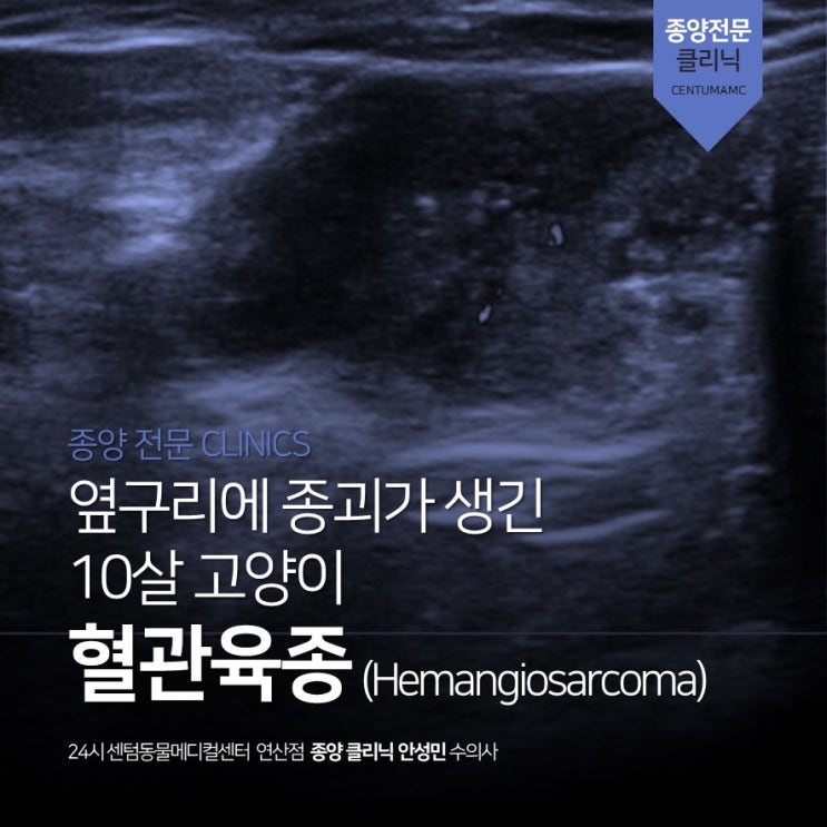  10살 고양이 <혈관 육종> (Hemangiosarcoma) 옆구리 종괴, 악성 (부산 종양 전문 동물병원, 24시 센텀동물메디컬센터 연산점)