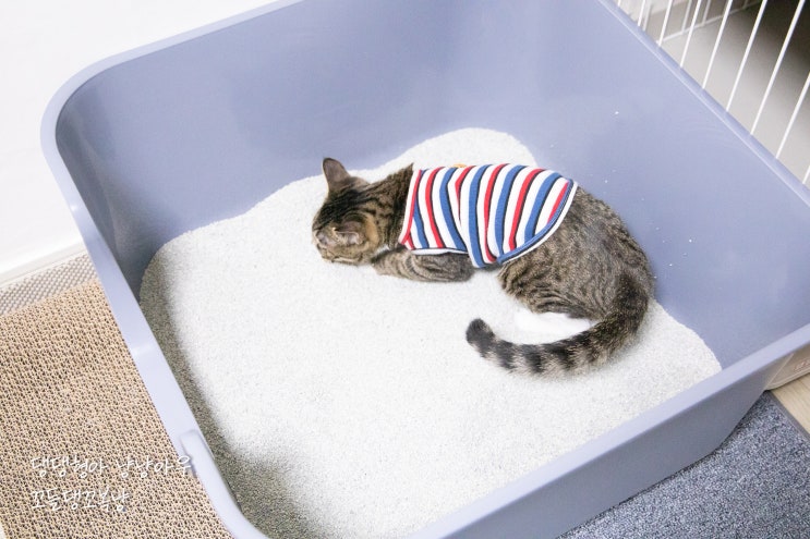  강집사 스퀘어 향균 고양이 화장실 꼬복이 놀이터가 되었다