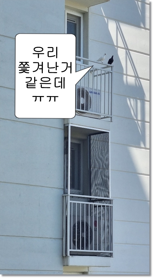  비둘기퇴치에 알루미늄 앵글을 쓴다고?!