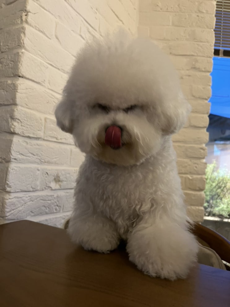  [울산 중구 성안동 애견동반식당] 녹음 후기 : 강아지동반식당