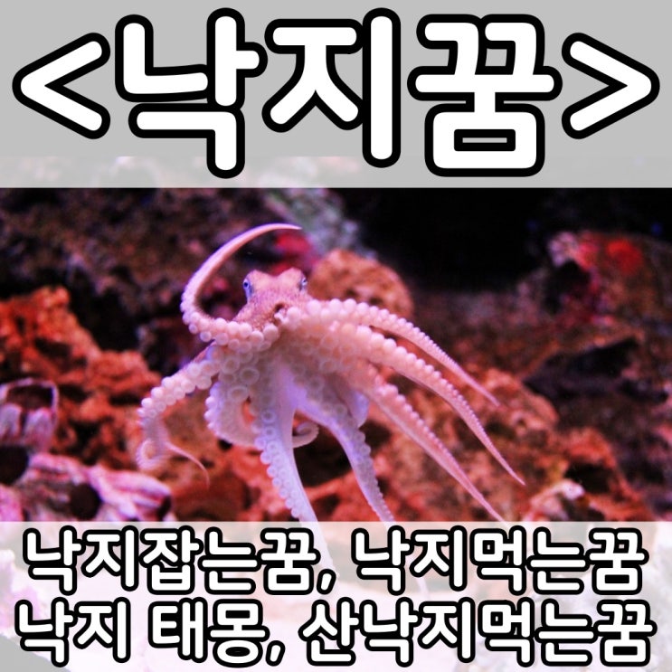 [쉬운 꿈해몽] 낙지꿈 :: 낙지잡는꿈, 낙지먹는꿈, 낙지 태몽, 산낙지먹는꿈